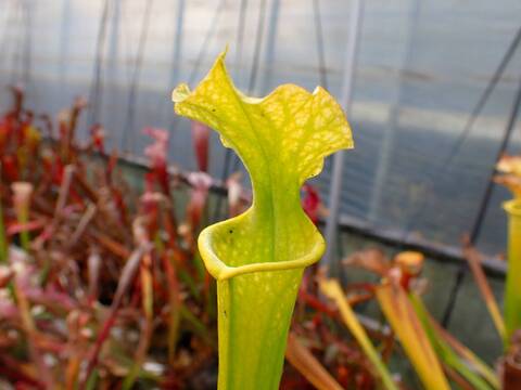 商品一覧 - Y's Exotics （山田食虫植物農園）