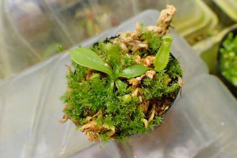 ゆうゆうネペンテス・ミランダ ゆうゆうネペンテス・ミランダ Nepenthes（ネペンテス