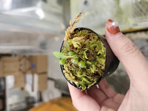 商品一覧 - Y's Exotics （山田食虫植物農園）