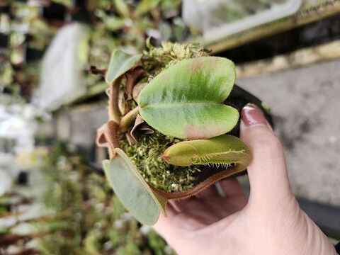 Nepenthes（ネペンテス/ウツボカズラ）の商品一覧 | Y's Exotics （山田食虫植物農園）