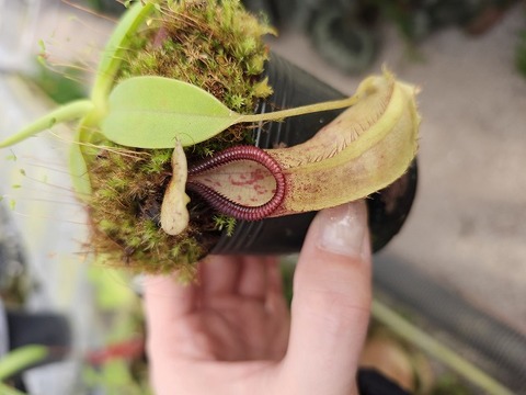 P251 1-3 N. spathulata x (ronchinii x hamata) JS 