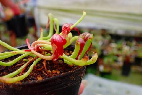 食虫植物　Darlingtonia californica ダーリングトニア ダーリングトニア・カリフォルニカの判定方法 (Darlingtonia