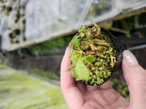 商品一覧 - Y's Exotics （山田食虫植物農園）