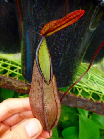 Nepenthes（ネペンテス/ウツボカズラ）の商品一覧 | Y's Exotics （山田食虫植物農園）