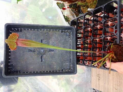 R190 1H S. Hybrid Y's