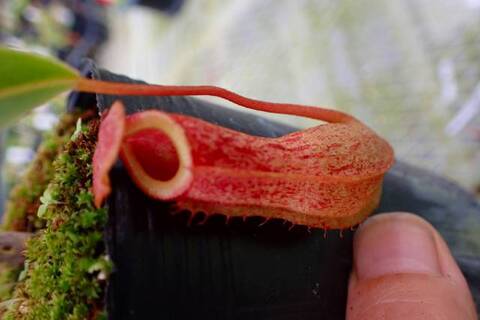 食虫植物 魅惑の食虫植物！！ – Charm Blog