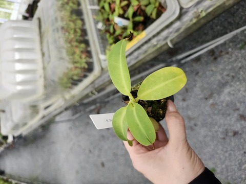 P359 5-1 N. (bicalcarata x campanulata) x xalisaputrana  #NNN