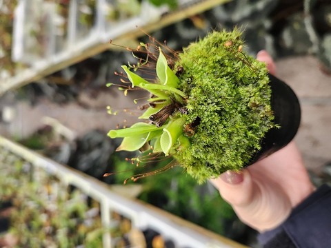 J538 1-1 H. pulchella clone15 {Churi Tepui, Venezuela}BCP 