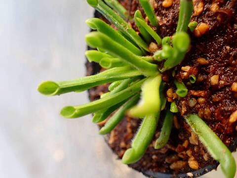 P128 2H [YA-27] H. minor Y's Lab