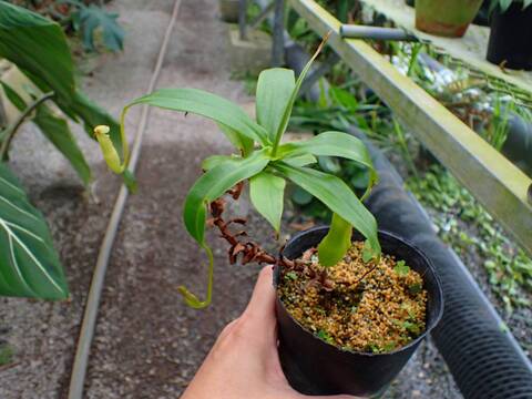 商品一覧 - Y's Exotics （山田食虫植物農園）