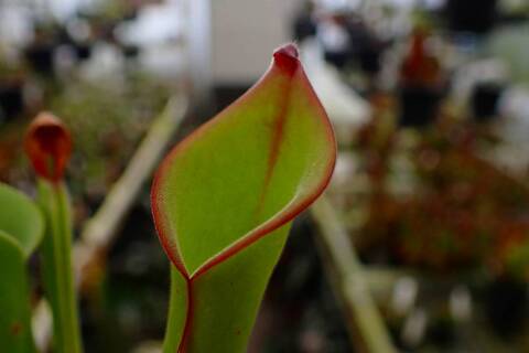 商品一覧 - Y's Exotics （山田食虫植物農園）