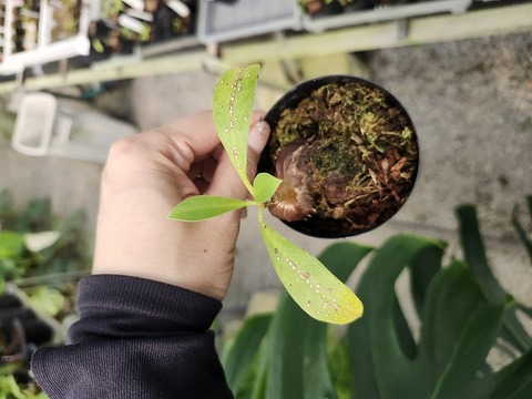 Y108 3-1 Myrmecodia tuberosa `armata' AW