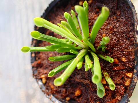 P451 2H [YA-27] H. minor Y's Lab