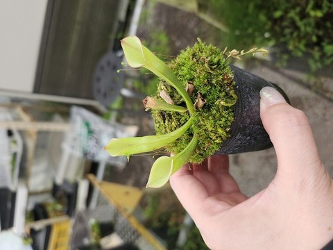 商品一覧 - Y's Exotics （山田食虫植物農園）