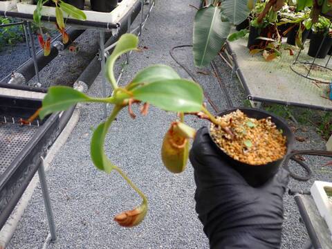 J259 5-1 N. veitchii `Akazukin' x {lowii x ventricosa (red)} Y's