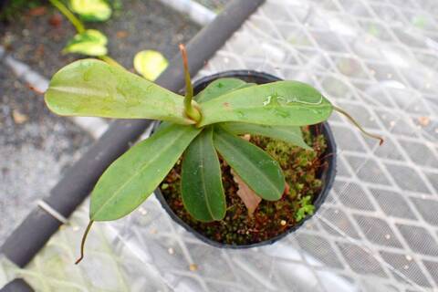 ウツボカズラ　鉢ごと発送 Nepenthes（ネペンテス/ウツボカズラ）の商品一覧 | Y's Exotics