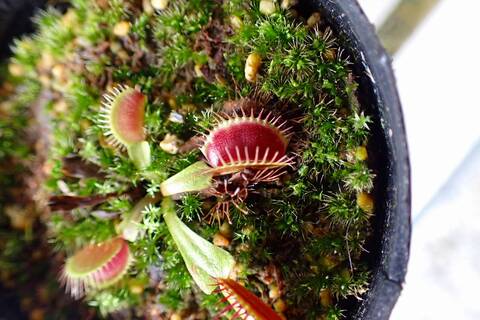Dionaea muscipula（ディオネア/ハエトリソウ）の商品一覧
