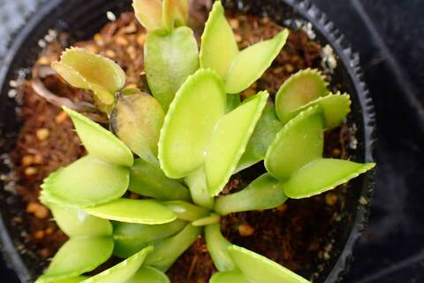Dionaea muscipula（ディオネア/ハエトリソウ）の商品一覧