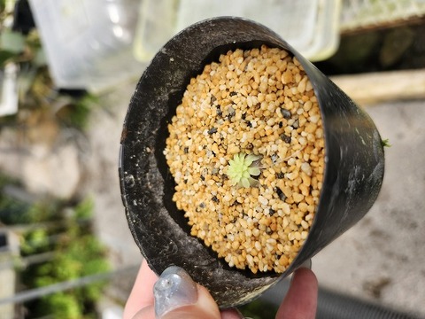 G139 1-2 P. spec. ANPA
