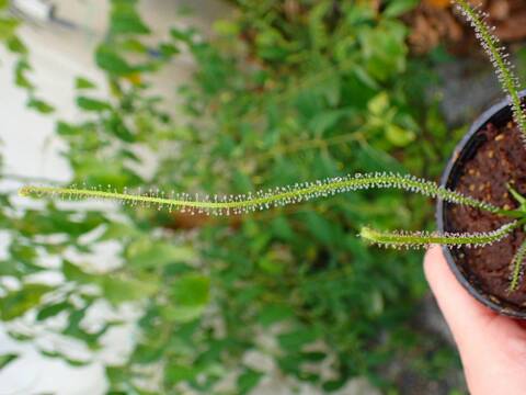 G714 5-2 D. filformis var. filformis