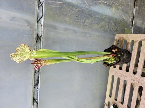 R469 2ura S. Hybrid Y's 