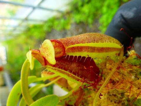 関西食虫植物展めぐり〜手柄山温室植物園〜④食虫植物展 | 木谷