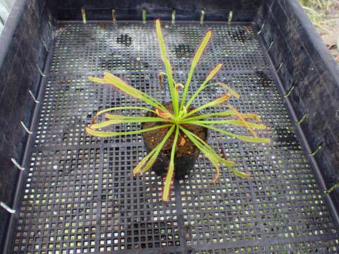 J548 4-1 D. capensis 