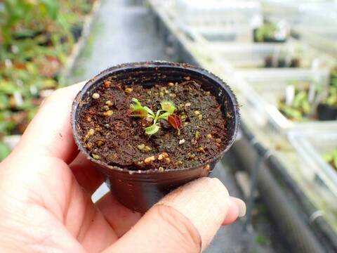 P012 5-1 Dionaea muscipula `BCP Phalanx x Bimbo' {extra long teeth} [BCP ID# 1622-03] BCP