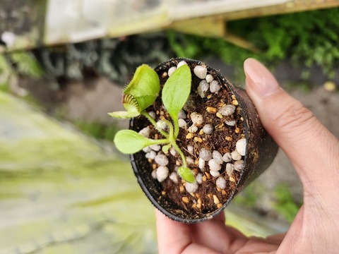 商品一覧 - Y's Exotics （山田食虫植物農園）