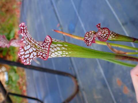 商品一覧 - Y's Exotics （山田食虫植物農園）