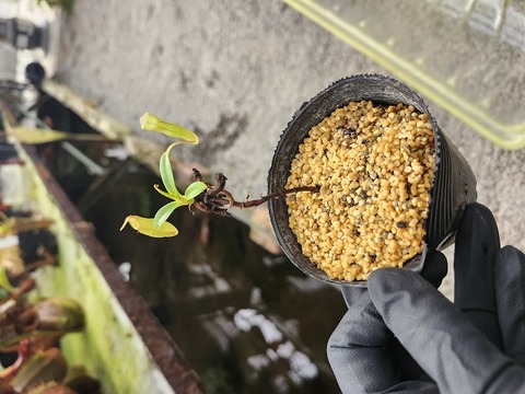 商品一覧 - Y's Exotics （山田食虫植物農園）