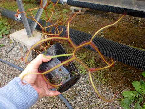 G225 4-2 D. binata var. mulrifida f. extrema (Stradbroke Island) CZ