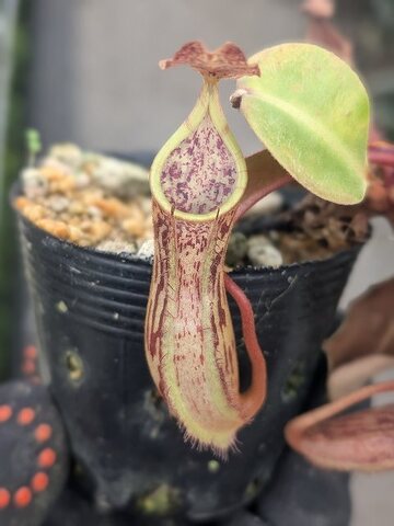 Nepenthes spectabilis x lowii Trus オファー Madi 食虫植物 ネペンテス ウツボカズラ