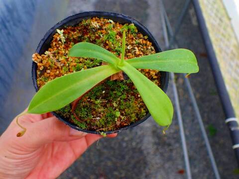 商品一覧 - Y's Exotics （山田食虫植物農園）