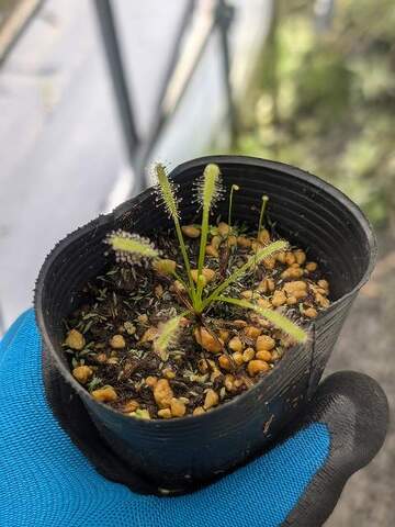 Drosera（ドロセラ/モウセンゴケ）の商品一覧 | Y's Exotics （山田食虫植物農園）