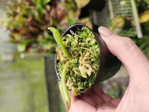 商品一覧 - Y's Exotics （山田食虫植物農園）