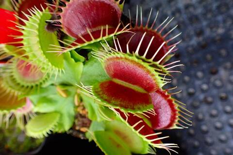 SHIKI_PLANTS　ハエトリソウ 2種 SHIKI_PLANTS様専用 ハエトリソウ 2種