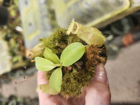 Y149 1-3 N. peltata `Yellow Phantom' x macrophylla #NNN 