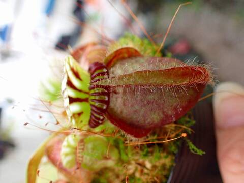 商品一覧 - Y's Exotics （山田食虫植物農園）