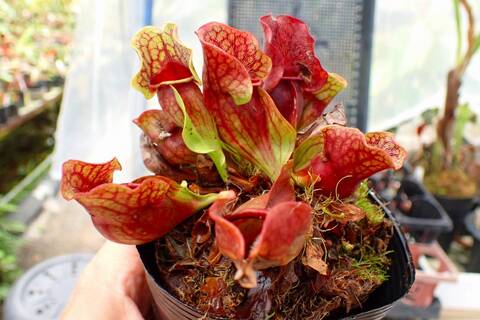 R578 1H S. purpurea ssp. venosa (伊勢花菖蒲園選別丸形株 No.16) MS