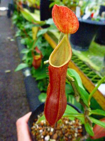 Nepenthes（ネペンテス/ウツボカズラ）の商品一覧 | Y's Exotics （山田食虫植物農園）