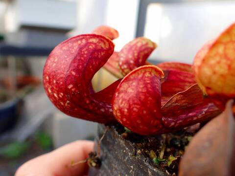 商品一覧 - Y's Exotics （山田食虫植物農園）