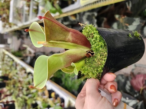 商品一覧 - Y's Exotics （山田食虫植物農園）