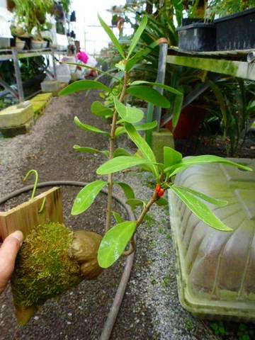 Ant plants (アリ植物)の商品一覧 | Y's Exotics （山田食虫植物農園）