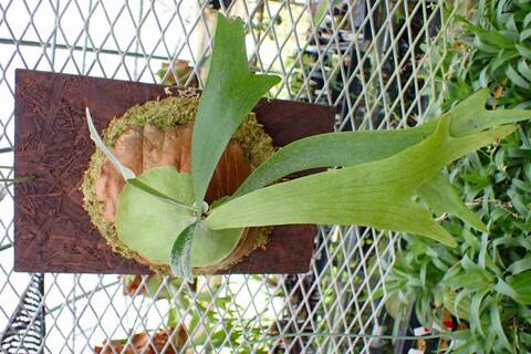 Platycerium (ビカクシダ)の商品一覧 | Y's Exotics （山田食虫