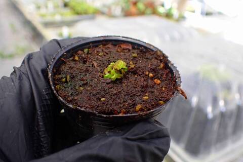 商品一覧 - Y's Exotics （山田食虫植物農園）