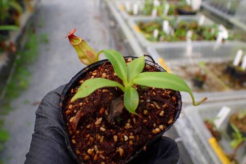 商品一覧 - Y's Exotics （山田食虫植物農園）
