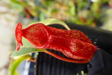 壺　実 Nepenthes（ネペンテス/ウツボカズラ）の商品一覧 | Y's Exotics