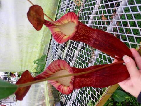 Y's Exotics （山田食虫植物農園）