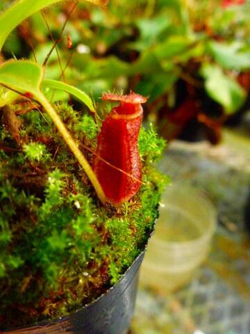 Nepenthes（ネペンテス/ウツボカズラ）の商品一覧 | Y's Exotics （山田食虫植物農園）